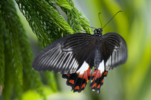 Female Common Mormon Butterfly