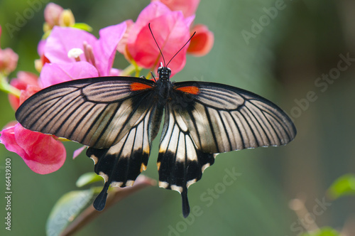 Board z aluminiowym obramowaniem Wielki motyl mormon (papilio memnon agenor)