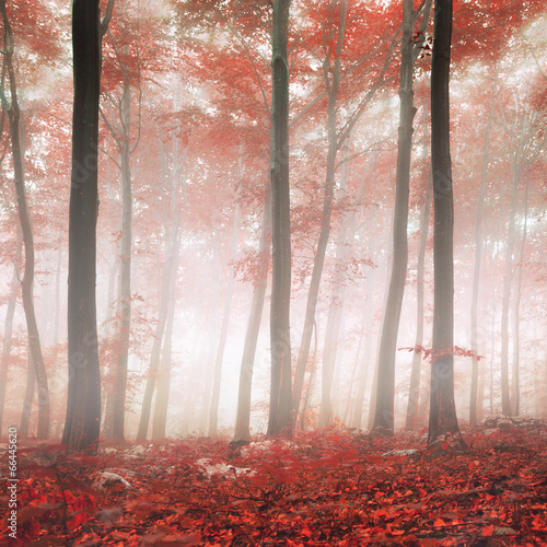 Fototapeta na wymiar Red fantasy forest