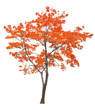 Bright Isolated Red Maple Tree