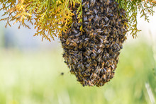 Swarm Of Bees