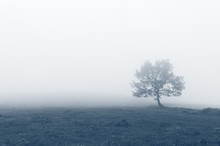 Solitary Tree With Fog