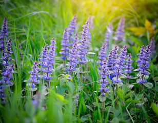 Spring meadow (Ajuga reptans), natural background