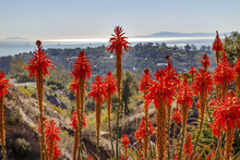 Orange Aloe Cactus Pacific Ocean Santa Barbara California
