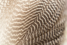 Duck Feathers As A Background. Macro
