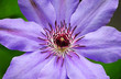The clematis flower closeup