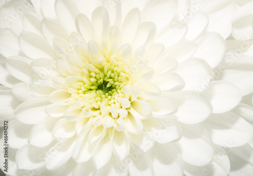piekny-bialy-kwiat