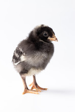Barred Rock Baby Chick Looking To The Side On A White Background