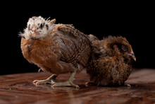 Beautiful Adolescent Baby Chicks On A Black Background