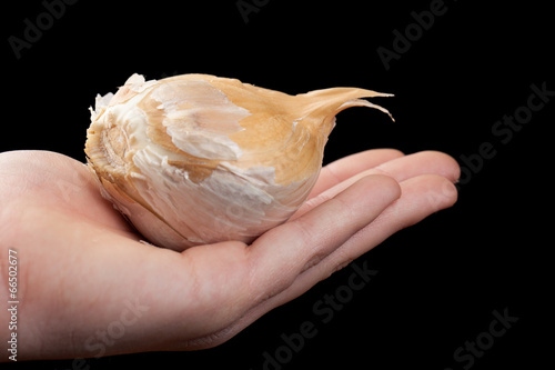 Fényképezés  Gigantic clove of Elephant Garlic held by a Caucasian girl
