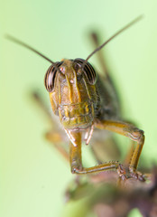 Wall Mural - Grasshopper