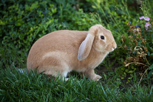 Cinnamon Brown Bunny Rabbit With Floppy Ears