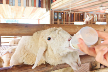 Wall Mural - Baby sheep