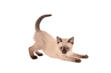 Stretching Siamese Kitten