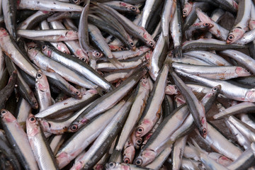 Wall Mural - sprat in the container