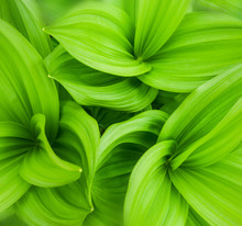 Green Leaves Abstract Background