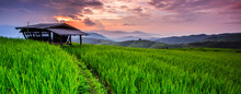 Paddy View In The Sunset, Chiangmai Province Of Thailand