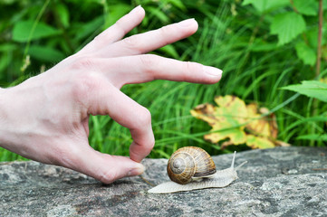 Wir müssen richtig Gas geben! Motivation. Handzeichen und Schnecke mit floralem Hintergrund