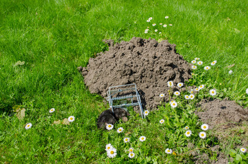 dead mole in traps meadow to the powdery sunk cave