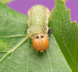 Wall Mural - Caterpillar - Achlya flavicornis