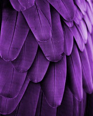 violet feathers