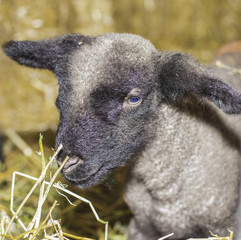 Baby Lamb