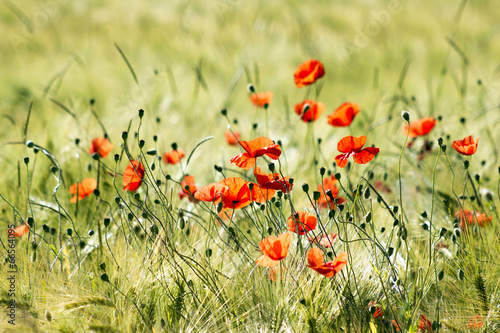 Naklejka - mata magnetyczna na lodówkę wild poppy flowers