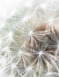 Fototapeta Dmuchawce - Close up of dandelion fluff