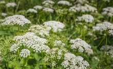 White Flowering Cow Parsley From Close