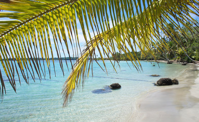 Wall Mural - palm leaf and beach