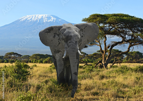 Naklejka samoprzylepna Słonie kilimanjaro