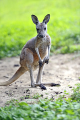 Poster - Kangaroo