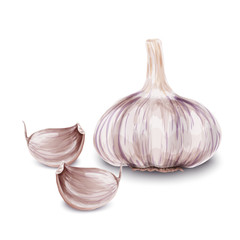 Poster - Fresh garlic isolated