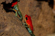 Pair Of Granular Poison Arrow Frogs