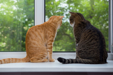 Wall Mural - Two cat sitting on the window sill