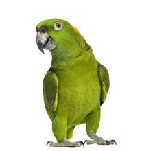 Yellow-naped Parrot (6 Years Old), Isolated On White