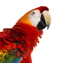 Close-up Of A Scarlet Macaw (4 Years Old) Isolated On White