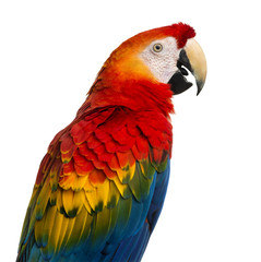 Wall Mural - Close-up of a Scarlet Macaw (4 years old) isolated on white