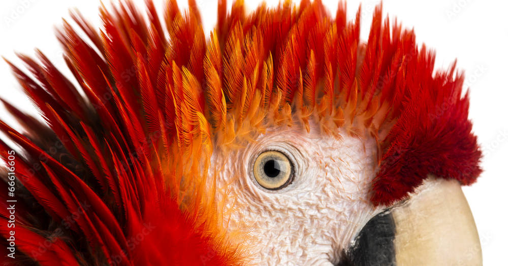 Close-up on a Scarlet Macaw's eye (4 years old) isolated on whit - obrazy, fototapety, plakaty 