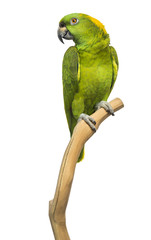 Wall Mural - Yellow-naped parrot (6 years old) perched on a branch, isolated