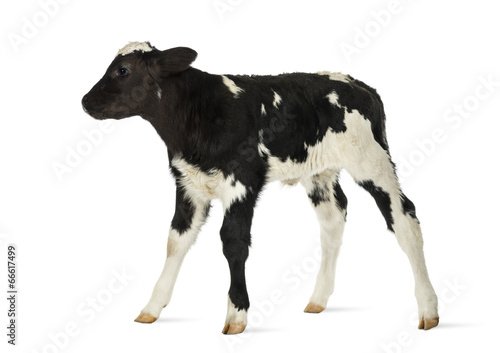 Fotomural Belgian blue calf isolated on white