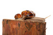Family of snails on pine tree stump