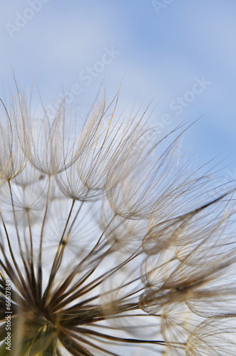 Naklejka - mata magnetyczna na lodówkę Dandelion against the sky