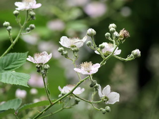 Sticker - Himalayan Blackberry Flowers