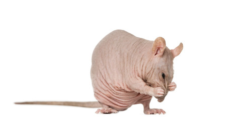 Wall Mural - hairless rat cleaning itself