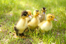 Little Cute Ducklings On Green Grass, Outdoors