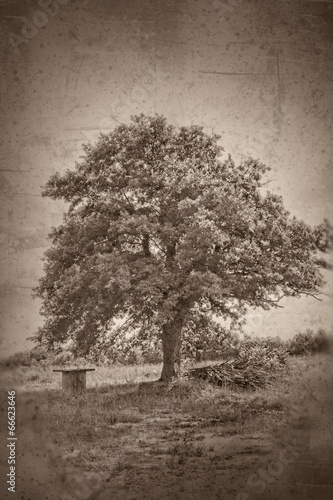 Plakat na papierze fotorealistycznym Grunge teksturowane kolaż - dąb