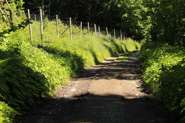 Wall Mural - rural road into the forest