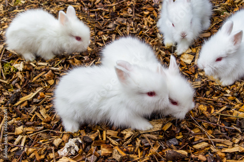 Kleine Hasen Babys Buy This Stock Photo And Explore Similar Images At Adobe Stock Adobe Stock