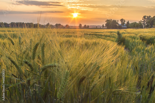 Naklejka - mata magnetyczna na lodówkę Getreide Anbau Kornfeld